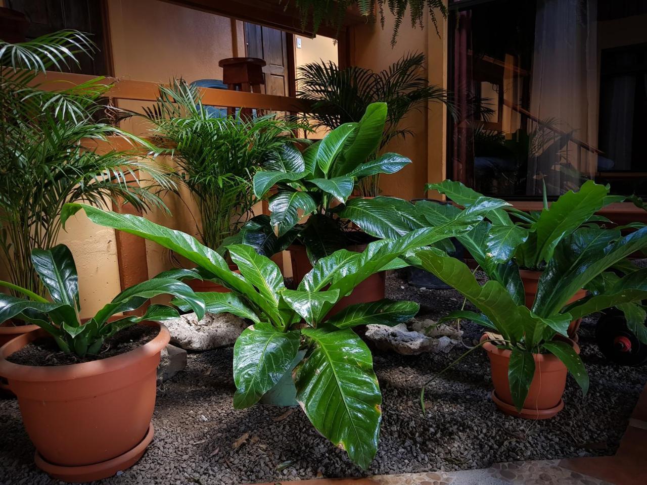 Greemount Hotel Monteverde Exterior foto